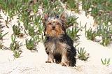 YORKSHIRE TERRIER 030